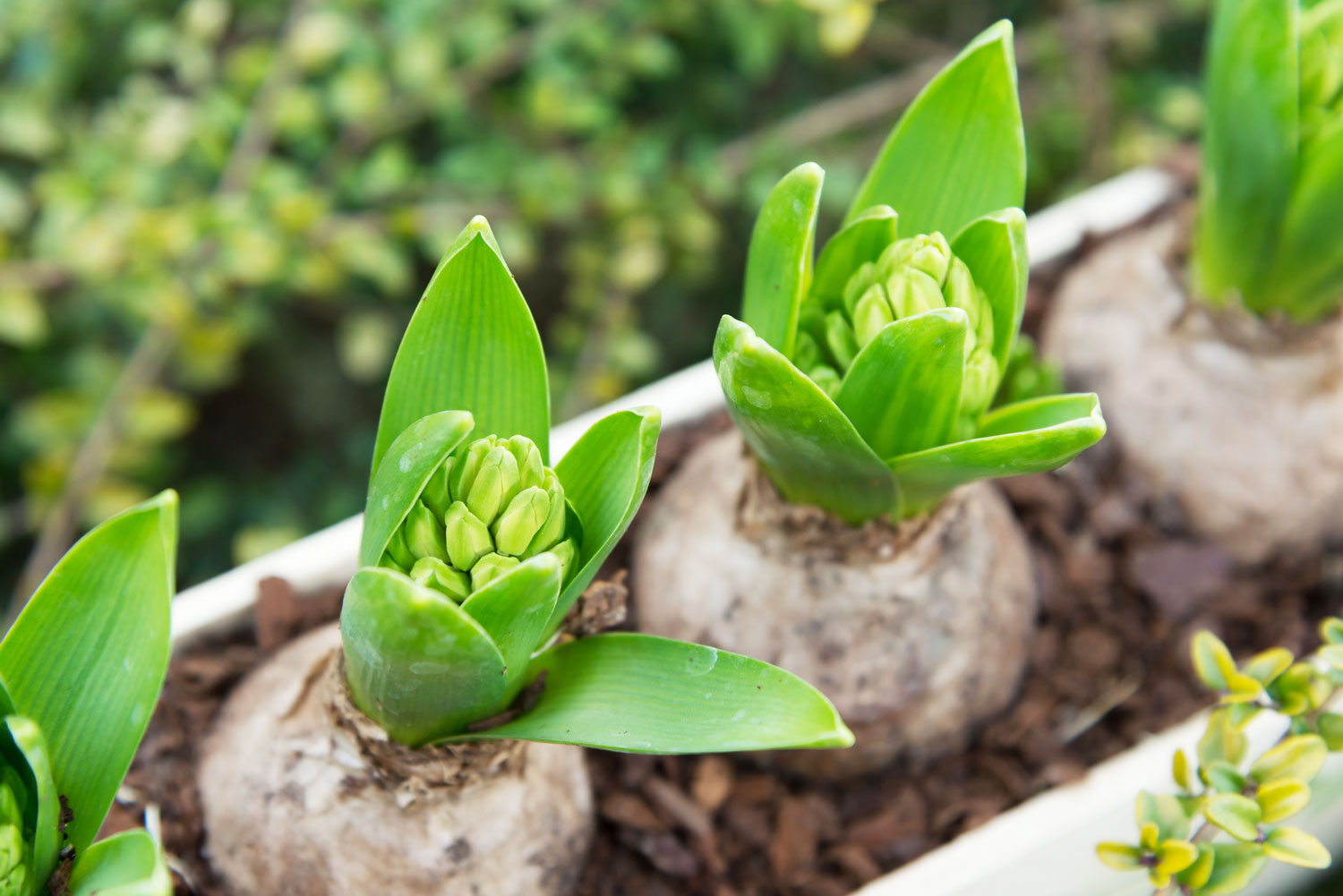 Potted bulbs
